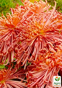 Хризантема срезочной "Desert Rose" (вкоріненого живця висота 5-10 см)2