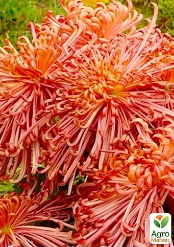 Хризантема срезочной "Desert Rose" (вкоріненого живця висота 5-10 см)
