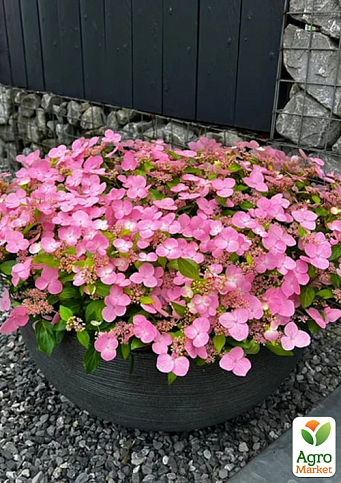 Гортензия ампельная 3-х летняя "Callicot" - фото 2