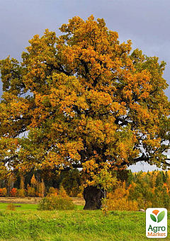 Дуб английский обыкновенный (Quercus robur) С23