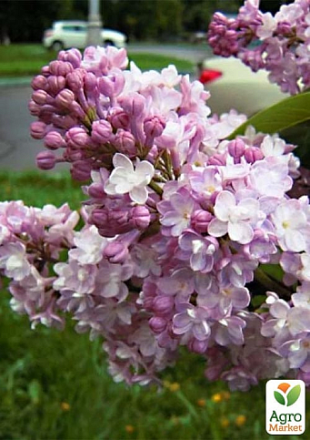 Бузок махровий "Пам'ять про Вавилова" (один з ранніх і запашних сортів) - фото 5