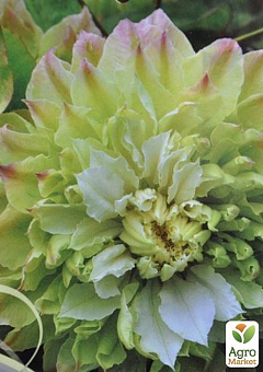 Клематис "Midori"9