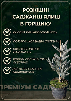 Ялиця корейська "Silberlocke" С7.5, висота 30-40см16