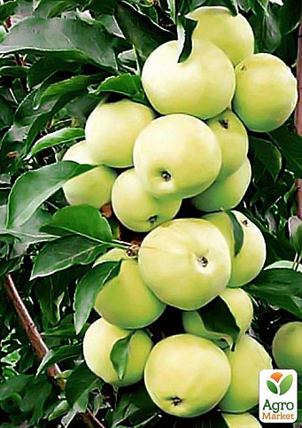Ексклюзив! Яблуня колоновидна "Медок" (Medoc) (преміальний осінній високоврожайний сорт)
