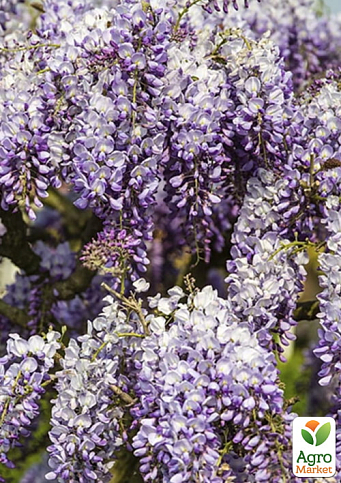 Гліцинія 3-річна китайська "Проліфік" (Wisteria chinensis Prolific) С10, висота саджанця 120-180см - фото 3