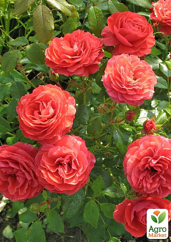 Троянда флорибунда "Черрі Герл" (саджанець класу АА+) вищий сорт  - фото 3