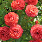 Троянда флорибунда "Черрі Герл" (саджанець класу АА+) вищий сорт  цена
