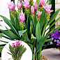 LMTD Куркума Curcuma "Siam Splash" ( высота 50-70см)