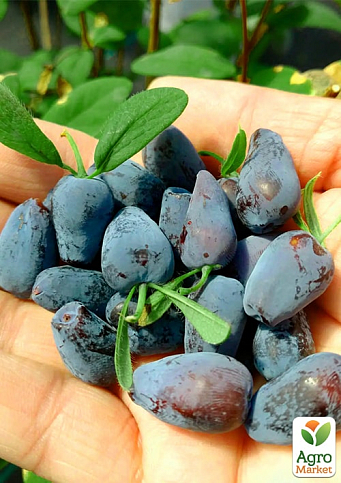 Жимолость 2х-летняя "Блю Треже" (средний срок созревания, высокоурожайный, ароматный сорт) С2 - фото 4