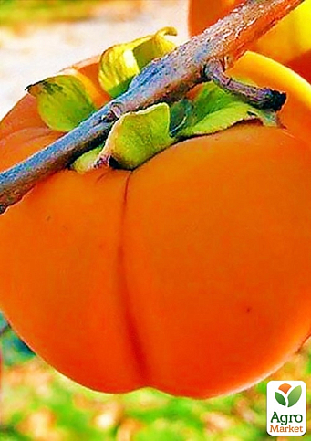 Хурма на віргінській морозостійкій підщепі  "Зенджи мару" (Шоколадниця) вищий сорт!