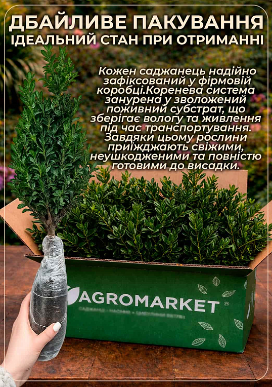 Самшит вечнозеленый	"Buxus sempervirens" 2-х летний саженец