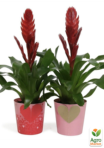 Вриезия красная "Hot Red"