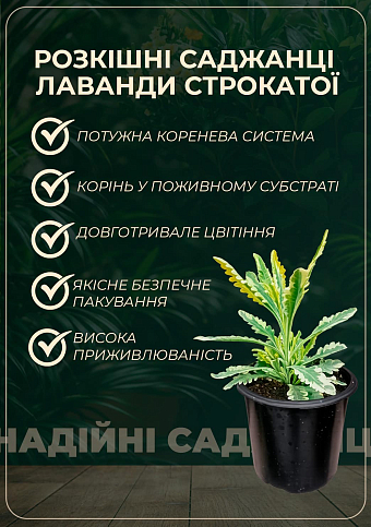 Лаванда Гібридна Sentivia "Blue Scent" - фото 2