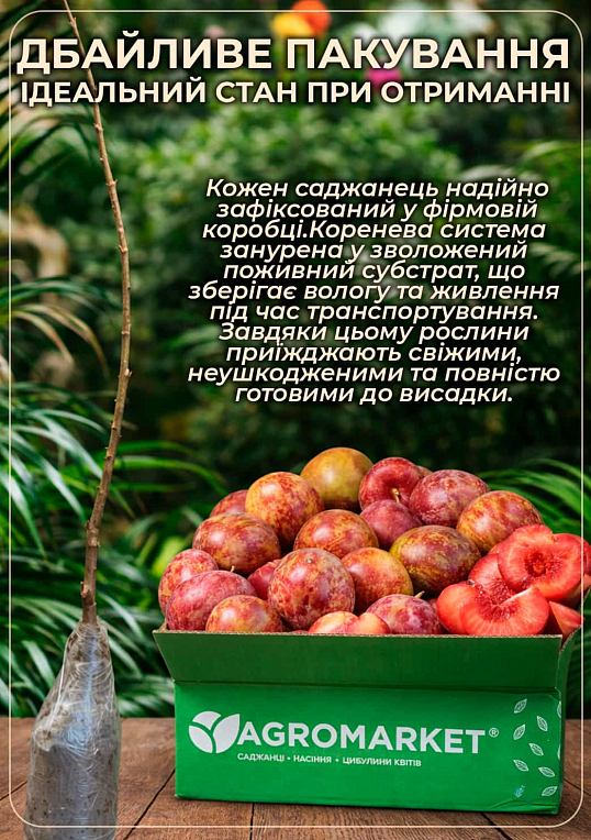 Гібрид слива + абрикос "Плумкот" 1саженец в упаковці. - фото 4