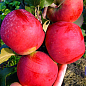 Яблуня "Настя" (зимовий сорт, пізній термін дозрівання)