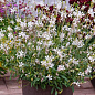 Гаура lindheimeri "Ellura White" (вазон С1.5, эффектный многолетник) цена