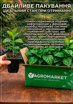 Ексклюзив! Кава яскраво-червоний "Особливий" (Special) (преміальний, високоврожайний сорт)4