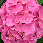 LMTD Гортензія macrophylla "Rosita" 5-річна (висота 45-75см) купить