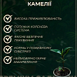 Камелия японская "Princess Baciocchi"