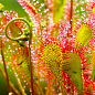 Росянка ( Drosera)