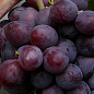 Виноград "Ніна" (ранньо-середній термін дозрівання, хороша транспортабельність) цена