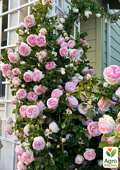Роза плетистая "Eden Rose" в контейнере, высший сорт7