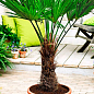 Трахікарпус (Trachycarpus Fortunei) висота 60-80см