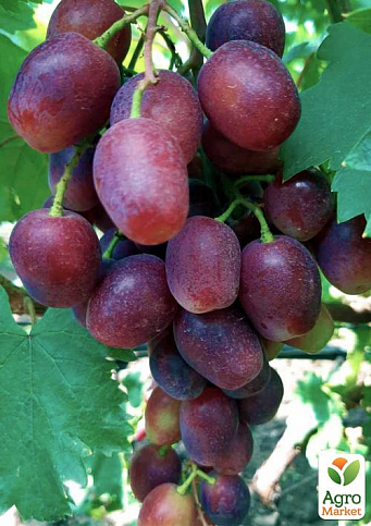 Виноград "Румейка" (сверхранний, очень крупная гроздь) - фото 2