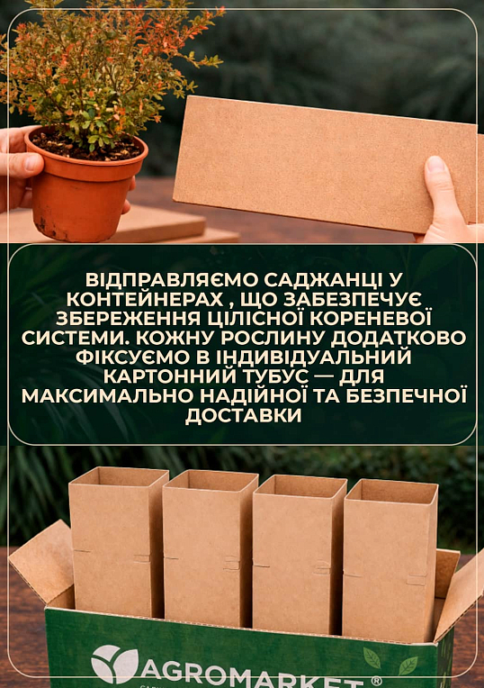 Азалия 2-х летняя "Mandarin Lights" С1 высота 25-50см - фото 6