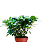 Гардения жасминовидная "Fortune" (Gardenia jasminoides)