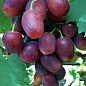 Виноград "Румейка" (сверхранний, очень крупная гроздь) купить