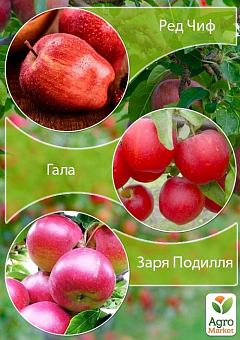 Дерево-сад Яблоня "Ред Чиф+Гала+Заря Подилля" 2