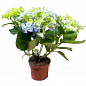 LMTD Гортензия крупнолистная цветущая 2-х летняя "Early Blue" (20-30см) купить