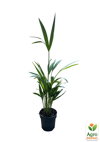 LMTD Пальма Дипсис "Dypsis lutescens" висота 40-50см - фото 7