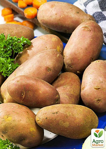 Семенной среднепоздний картофель "Фабула" (на варку, 1 репродукция) 1кг