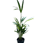 LMTD Пальма Дипсис "Dypsis lutescens" висота 40-50см