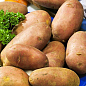 Насіннєвий среднепоздний картопля "Фабула" (на варіння, 1 репродукція) 1кг