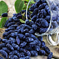 Жимолость "Гордость Бакчара" (средний срок созревания, крупноплодный сорт)