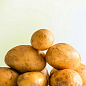 Насіннєва рання картопля "Вівіана" (на варіння, 1 репродукція) 1кг