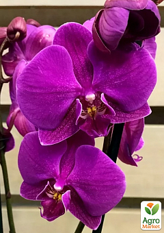 Орхідея Super Mini (Phalaenopsis) "Purple"1