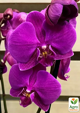 Орхідея Super Mini (Phalaenopsis) "Purple"