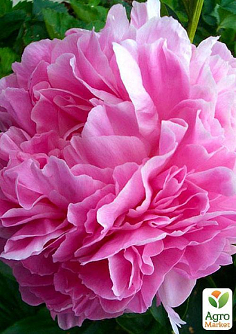 Півонія трав'яниста "Lady Kate" 1шт в упаковці