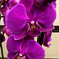 Орхидея Super Mini (Phalaenopsis) "Purple"