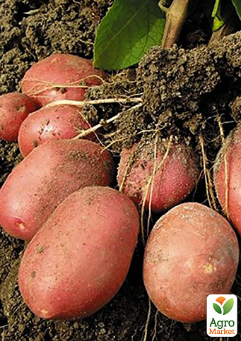 Картопля "Розалінд" насіннєва рання (1 репродукція) 1кг