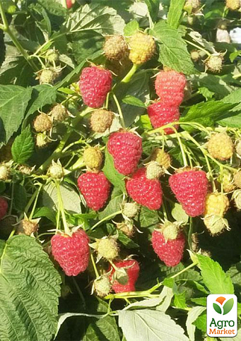 Малина "Джоан Джей" (ремонтантний безшипий високоврожайний сорт шотландської селекції) 1-річний саджанець - фото 4