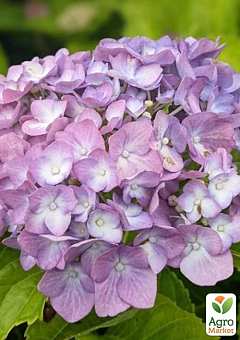 Гортензия крупнолистная 2-х летняя "Sweet Lips Purple" высота саженца 25-45см29