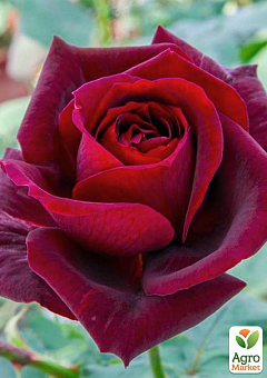 Троянда плетиста "Guini"12