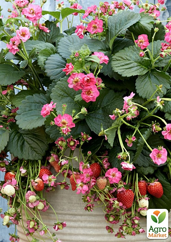LMTD Клубника ремонтантная махровоцветущая "Cherry Blossom" (горшечное, длительное плодоношение)  - фото 3