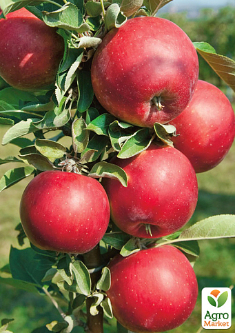 Яблуня "Власта" (літній сорт, середній термін дозрівання)
