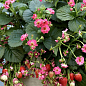 LMTD Клубника ремонтантная махровоцветущая "Cherry Blossom" (горшечное, длительное плодоношение)  цена